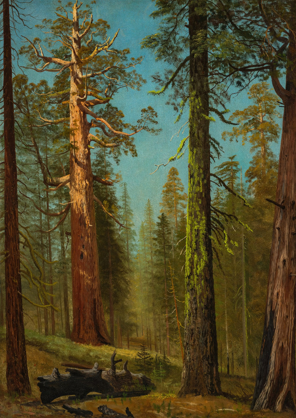 Quadro decorativo mostrando uma floresta densa de sequoias gigantes, com troncos altos e robustos, folhagem verde escura e musgo, sob um céu azul claro. A luz penetra suavemente pela neblina da floresta.