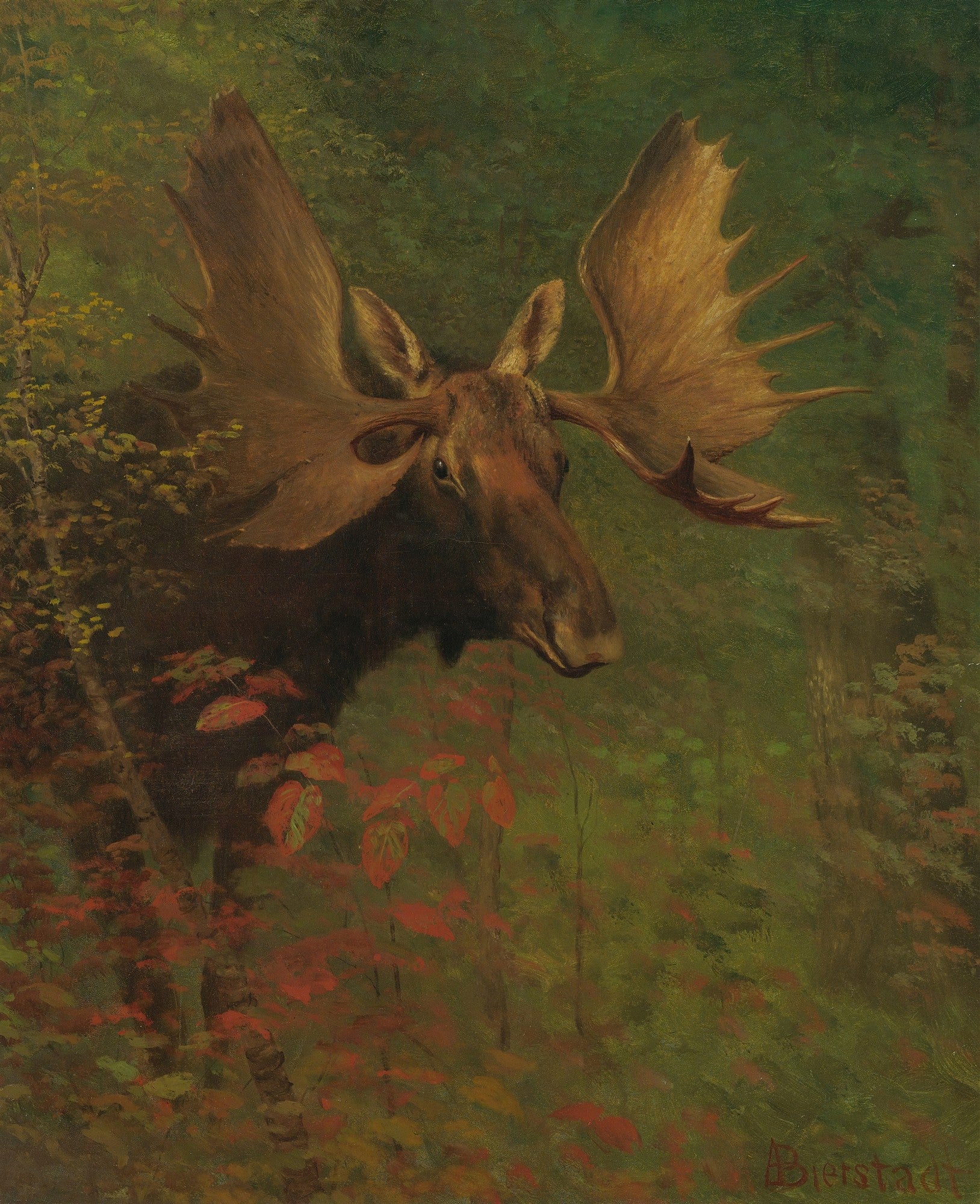 Pintura a óleo de um alce majestoso com grandes galhadas, emergindo de uma floresta densa com folhagem verde e tons de outono avermelhados. A luz sutil ilumina o rosto do animal, e a assinatura 'Bierstadt' é visível no canto inferior direito.