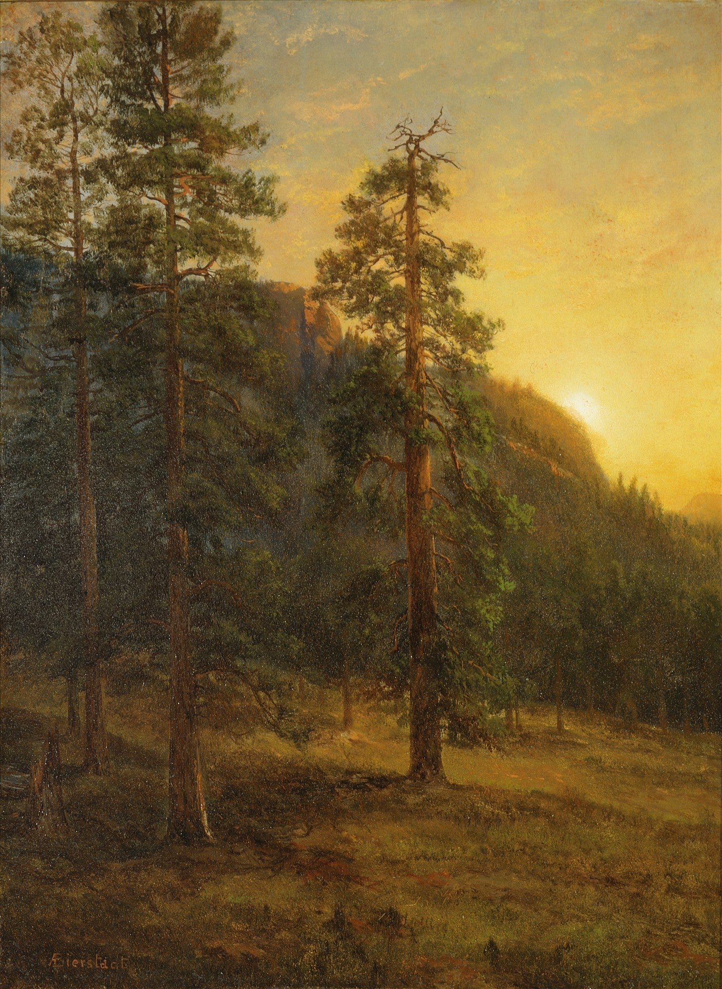 Quadro decorativo com paisagem de floresta ao pôr do sol, com pinheiros altos e luz dourada no horizonte, em estilo de Albert Bierstadt.