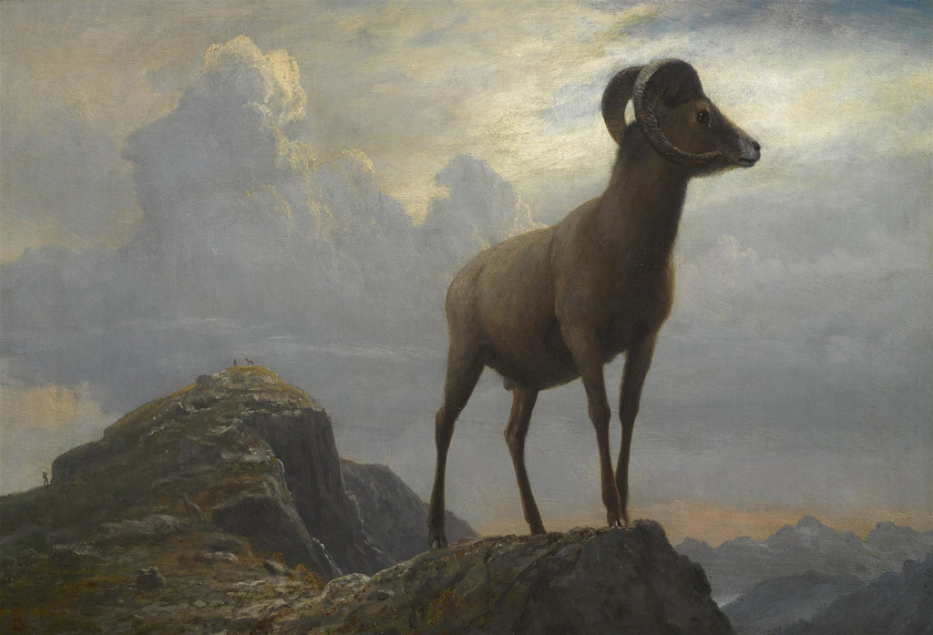 Pintura a óleo de Albert Bierstadt mostrando um carneiro montanhês com chifres grandes, em pé sobre um pico rochoso, sob um céu dramático com nuvens e luz dourada. Ao fundo, montanhas distantes.