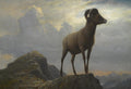 Pintura a óleo de Albert Bierstadt mostrando um carneiro montanhês com chifres grandes, em pé sobre um pico rochoso, sob um céu dramático com nuvens e luz dourada. Ao fundo, montanhas distantes.