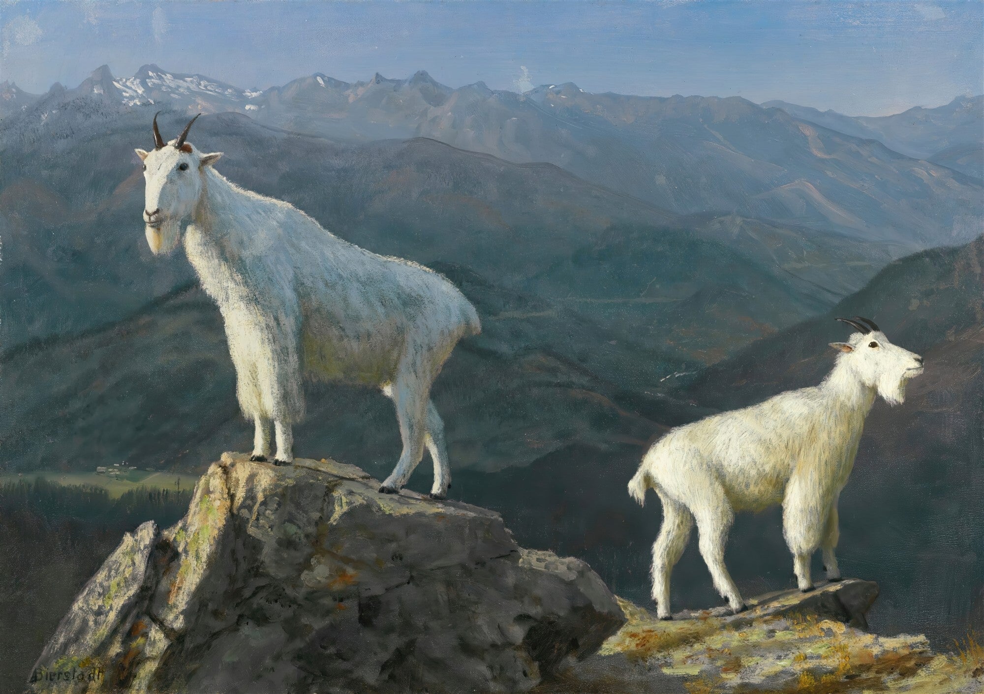 Duas cabras-da-montanha brancas em um pico rochoso, com montanhas e céu azul ao fundo, pintura a óleo de Albert Bierstadt.