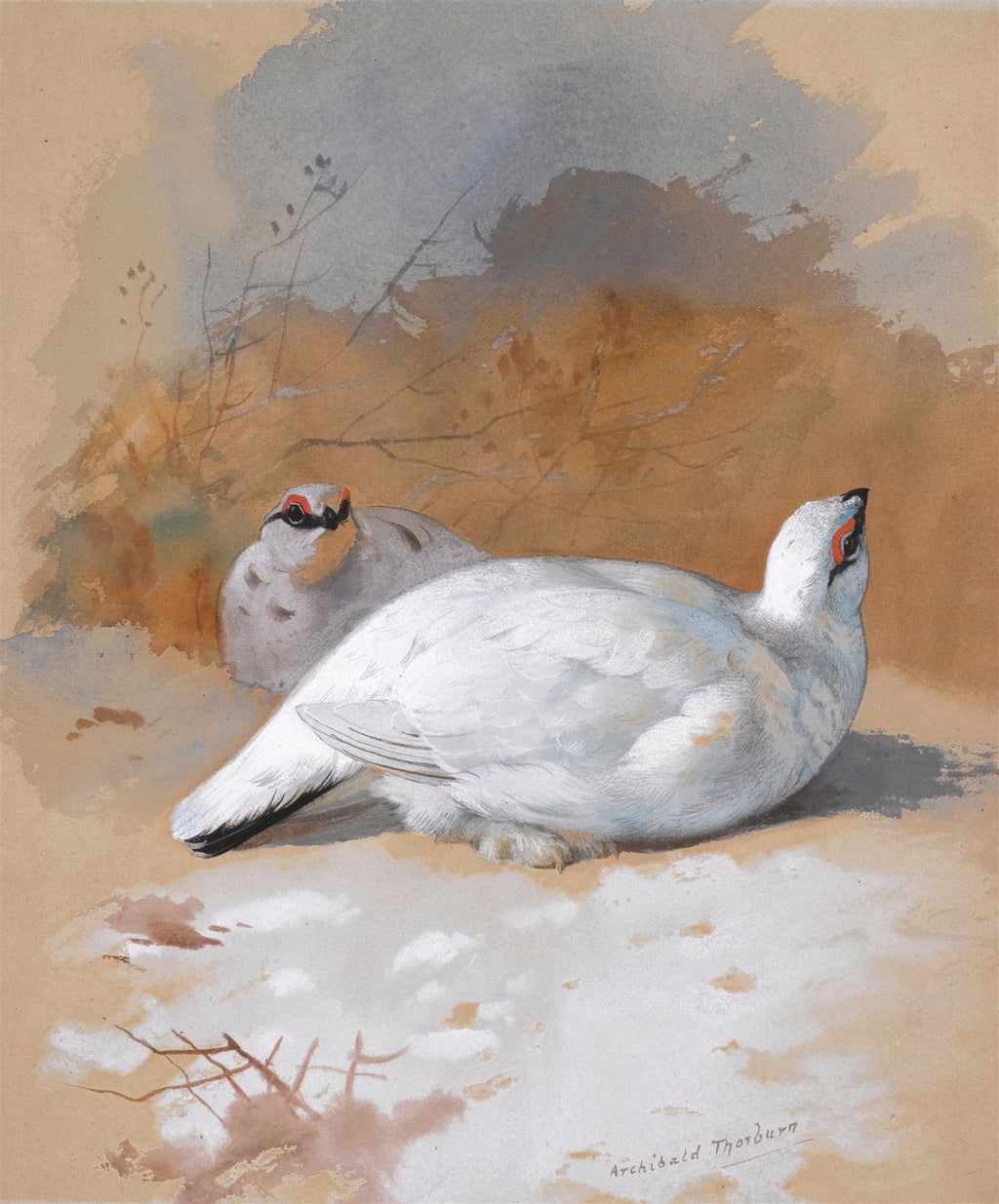 Duas aves de plumagem branca e cinza, com detalhes vermelhos nos olhos, repousando na neve contra um fundo de tons terrosos e azulados, ilustração de Archibald Thorburn.