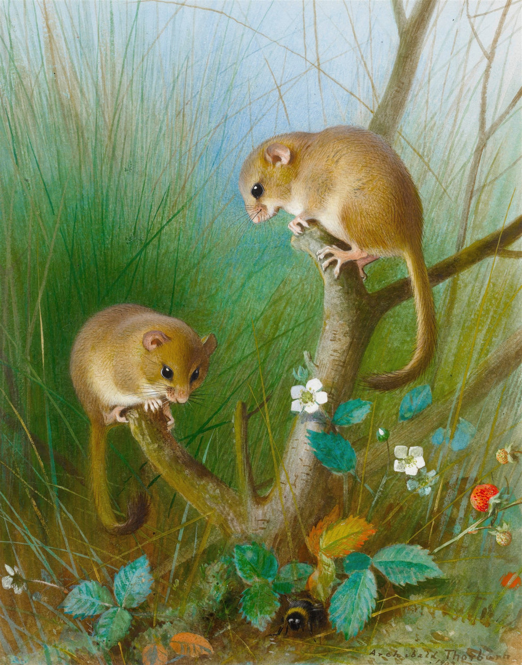 Quadro decorativo detalhado de dois ratos-do-campo (dormice) em galhos, com folhagem verde, flores brancas e frutas vermelhas, céu azul ao fundo, estilo realista de Archibald Thorburn.