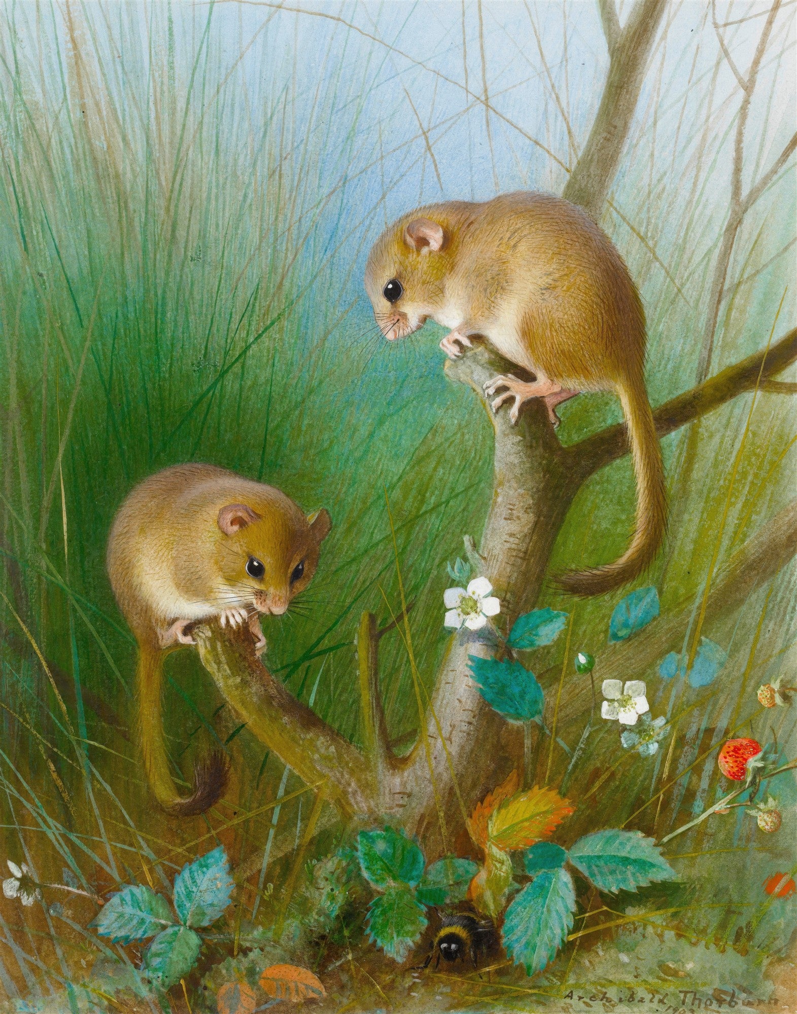 Quadro decorativo detalhado de dois ratos-do-campo (dormice) em galhos, com folhagem verde, flores brancas e frutas vermelhas, céu azul ao fundo, estilo realista de Archibald Thorburn.