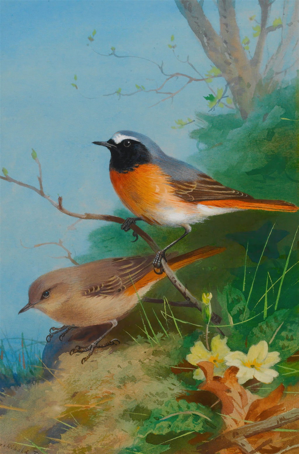 Quadro decorativo com dois pássaros em galhos, um macho com peito laranja e cinza, e uma fêmea marrom, em paisagem primaveril, obra de Archibald Thorburn.
