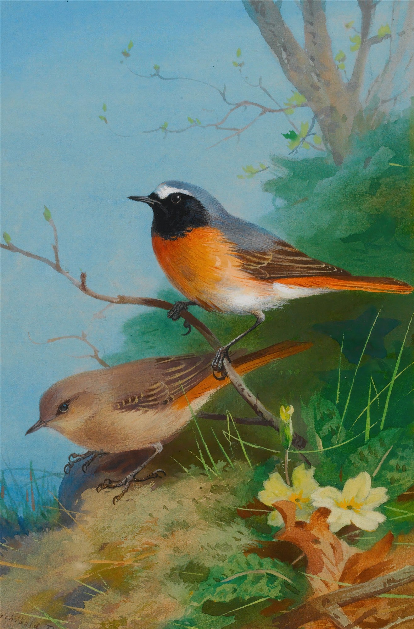 Quadro decorativo com dois pássaros em galhos, um macho com peito laranja e cinza, e uma fêmea marrom, em paisagem primaveril, obra de Archibald Thorburn.
