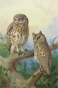 Pintura de Archibald Thorburn de duas corujas marrons com olhos amarelos em um galho de árvore, com folhas verdes e céu claro ao fundo. Assinado 'A. Thorburn 1925'.