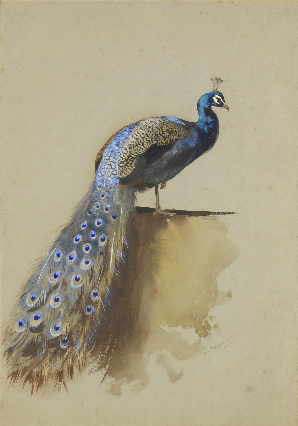Quadro decorativo de um pavão real com penas azuis e cauda longa em aquarela, fundo neutro, assinado por Archibald Thorburn.