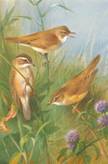 Quadro decorativo com três pássaros marrons e brancos, da espécie Sedge Warbler, em meio a grama verde e flores roxas. A pintura é detalhada e realista, com um fundo azul claro.