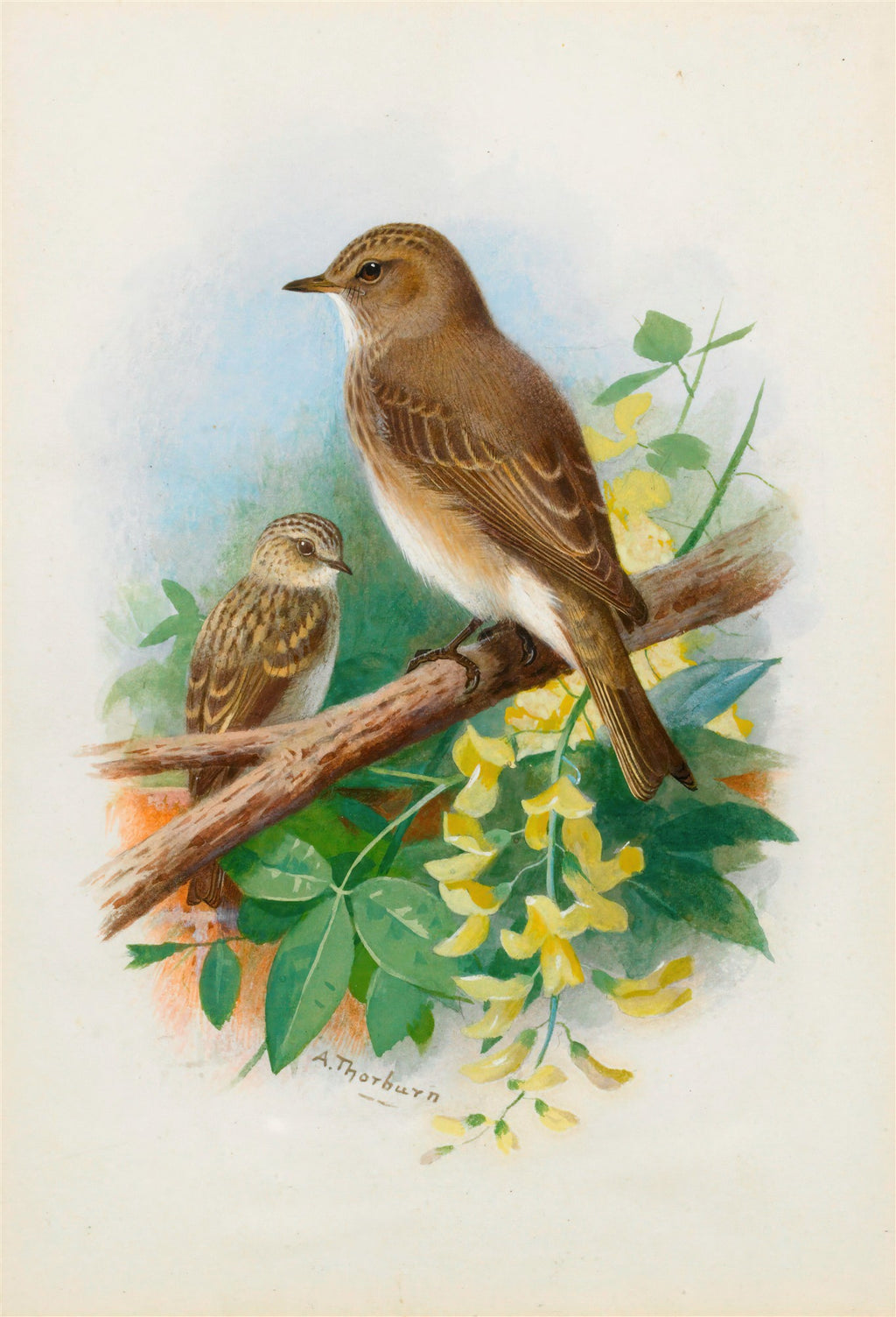 Quadro decorativo com ilustração detalhada de dois pássaros marrons em um galho, um adulto e um filhote, com flores amarelas e folhagens verdes ao redor. Assinatura do artista 'A. Thorburn' visível.