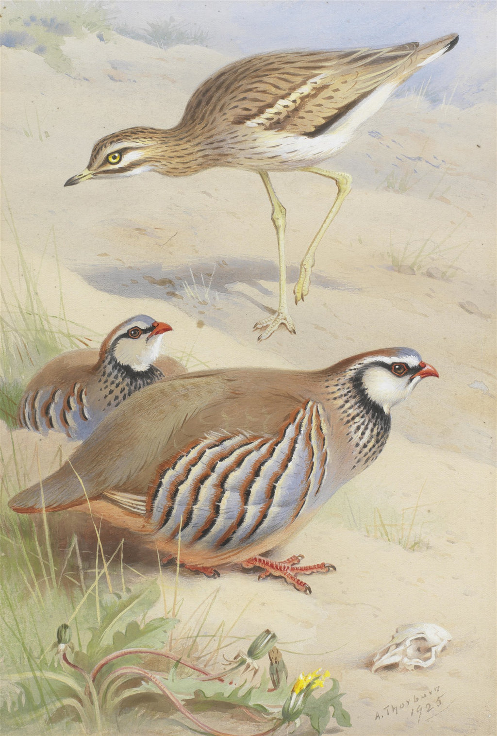 Ilustração realista de três aves em um ambiente desértico arenoso com vegetação rasteira e um crânio de animal. Uma ave pernalta marrom e branca está em pé, enquanto duas perdizes marrons, brancas e avermelhadas estão no chão.