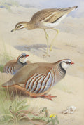 Ilustração realista de três aves em um ambiente desértico arenoso com vegetação rasteira e um crânio de animal. Uma ave pernalta marrom e branca está em pé, enquanto duas perdizes marrons, brancas e avermelhadas estão no chão.
