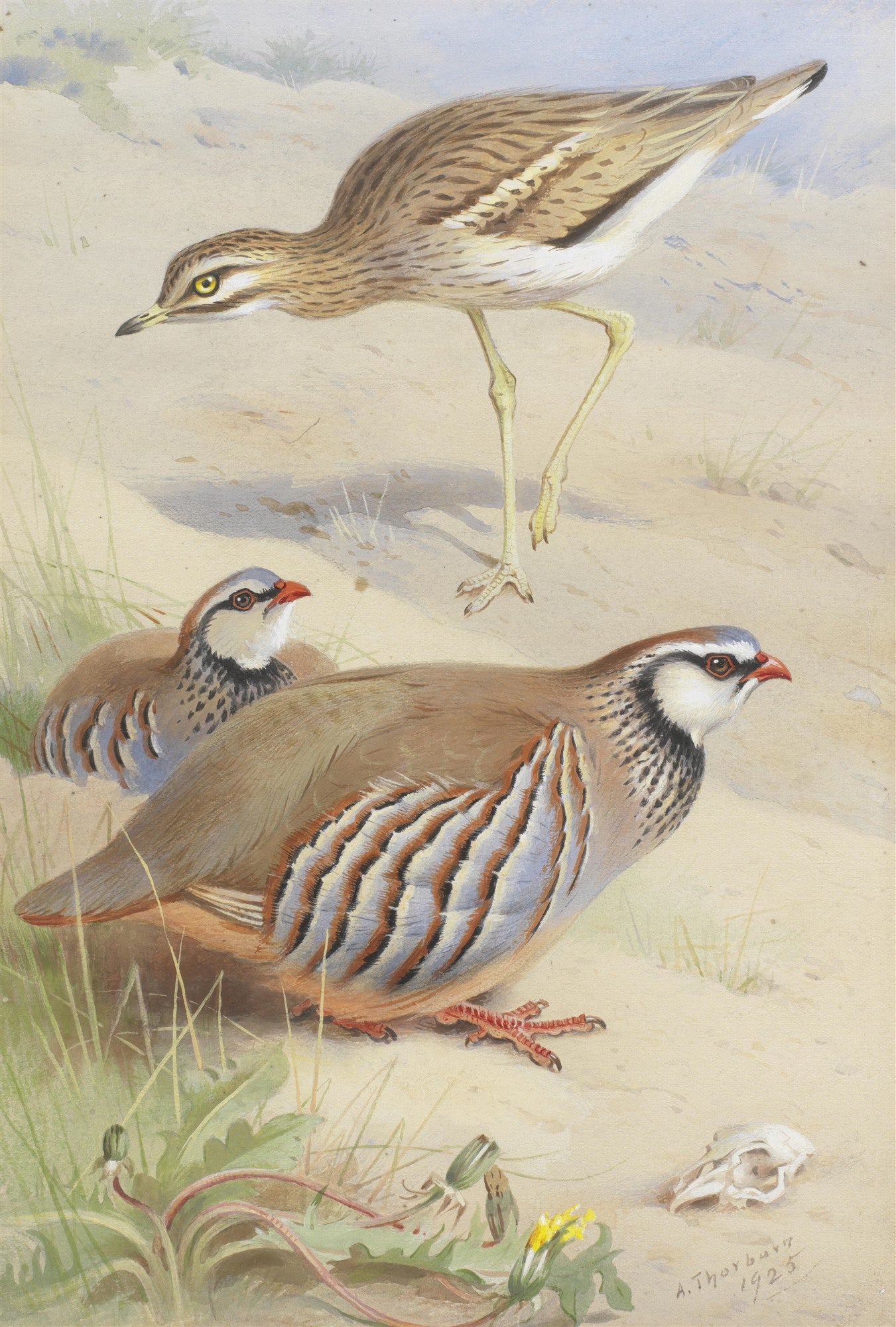 Ilustração realista de três aves em um ambiente desértico arenoso com vegetação rasteira e um crânio de animal. Uma ave pernalta marrom e branca está em pé, enquanto duas perdizes marrons, brancas e avermelhadas estão no chão.