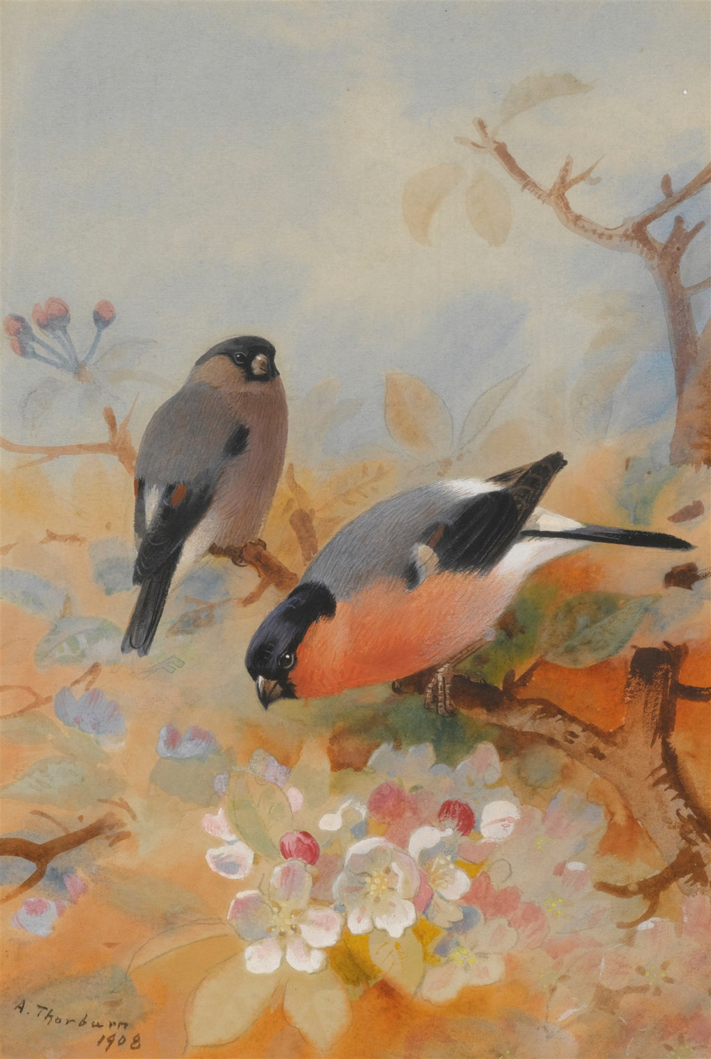 Quadro decorativo de aquarela de Archibald Thorburn mostrando dois tentilhões (bullfinches) em galhos floridos de macieira, com um céu azul suave ao fundo. Um pássaro está empoleirado, o outro inclinado para as flores.