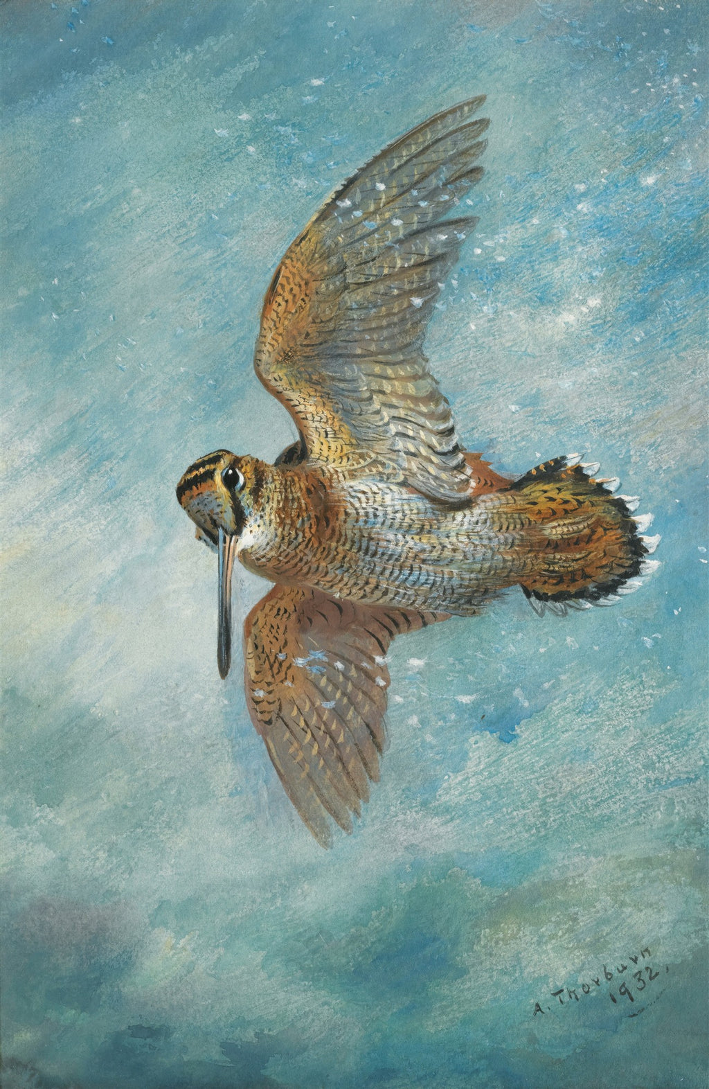 Pintura em aquarela de um maçarico em pleno voo, com asas abertas e bico longo, contra um fundo azul-claro que simula o céu. A plumagem do pássaro tem tons de marrom, bege e preto.