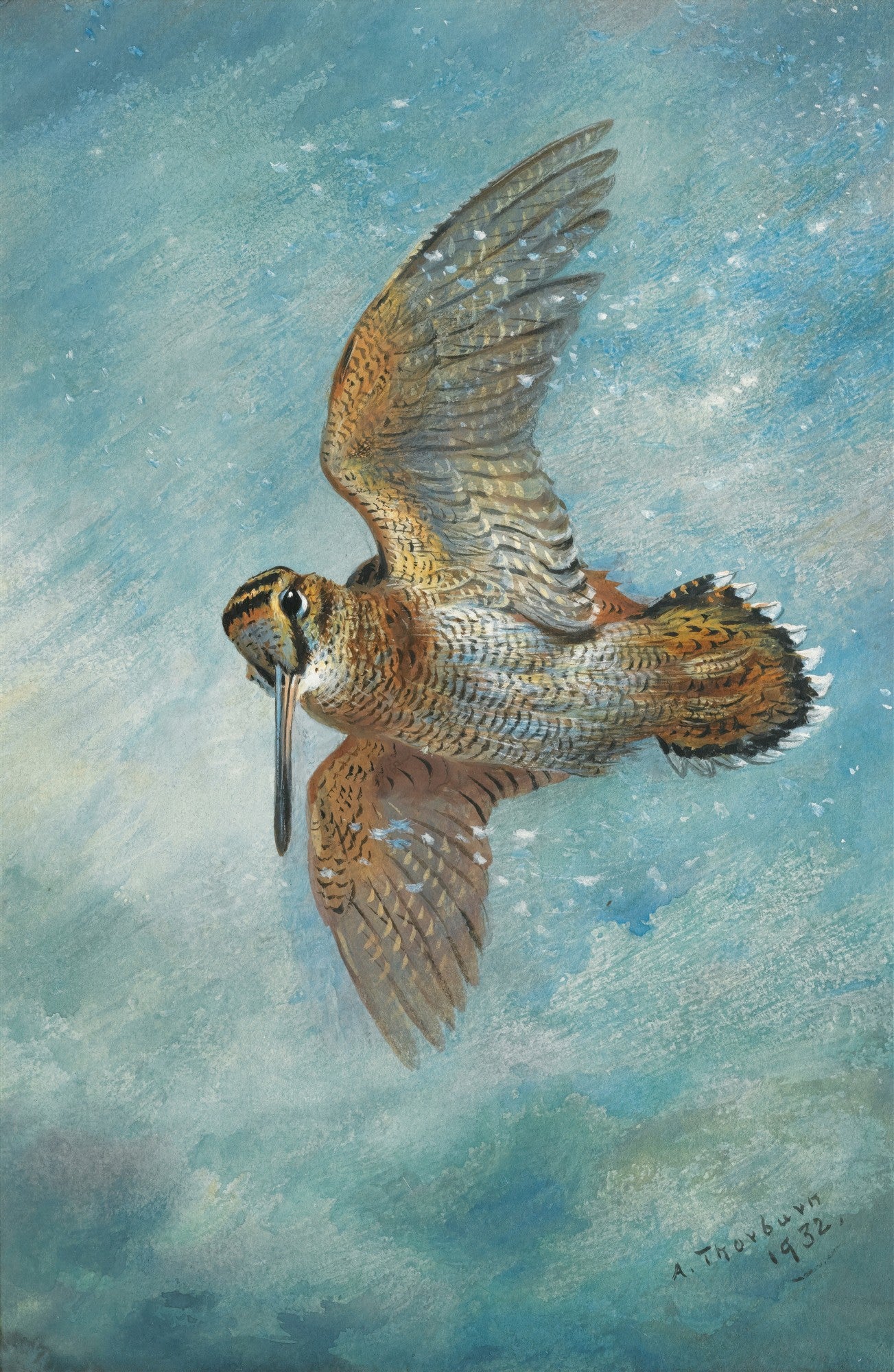 Pintura em aquarela de um maçarico em pleno voo, com asas abertas e bico longo, contra um fundo azul-claro que simula o céu. A plumagem do pássaro tem tons de marrom, bege e preto.