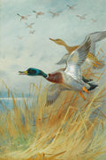 Pintura em aquarela de Archibald Thorburn de patos selvagens decolando de um campo de juncos. Dois patos grandes em primeiro plano voam para a esquerda, com um macho de cabeça verde e um pato fêmea. No fundo, outros patos voam em formação sob um céu azul claro. A obra é datada de 1933.