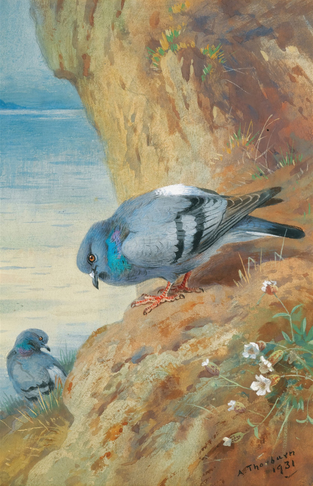 Quadro decorativo mostrando dois pombos em uma rocha com o mar ao fundo, pintado por Archibald Thorburn em aquarela.