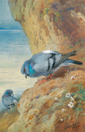 Quadro decorativo mostrando dois pombos em uma rocha com o mar ao fundo, pintado por Archibald Thorburn em aquarela.