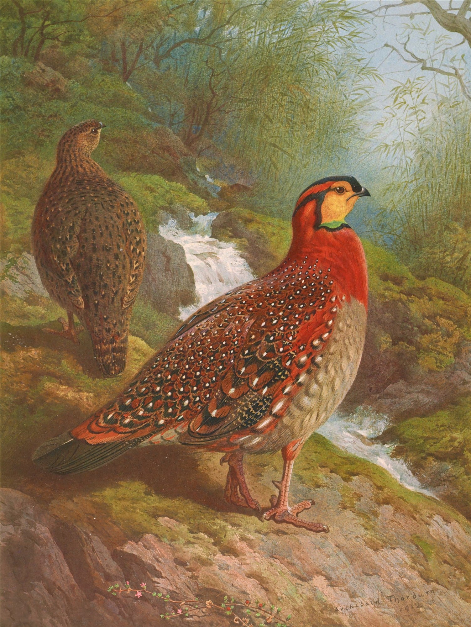 Quadro decorativo com ilustração detalhada de duas aves exóticas coloridas, uma vermelha e pontilhada e outra marrom, em um riacho com vegetação exuberante ao fundo, assinado por Archibald Thorburn, 1912.