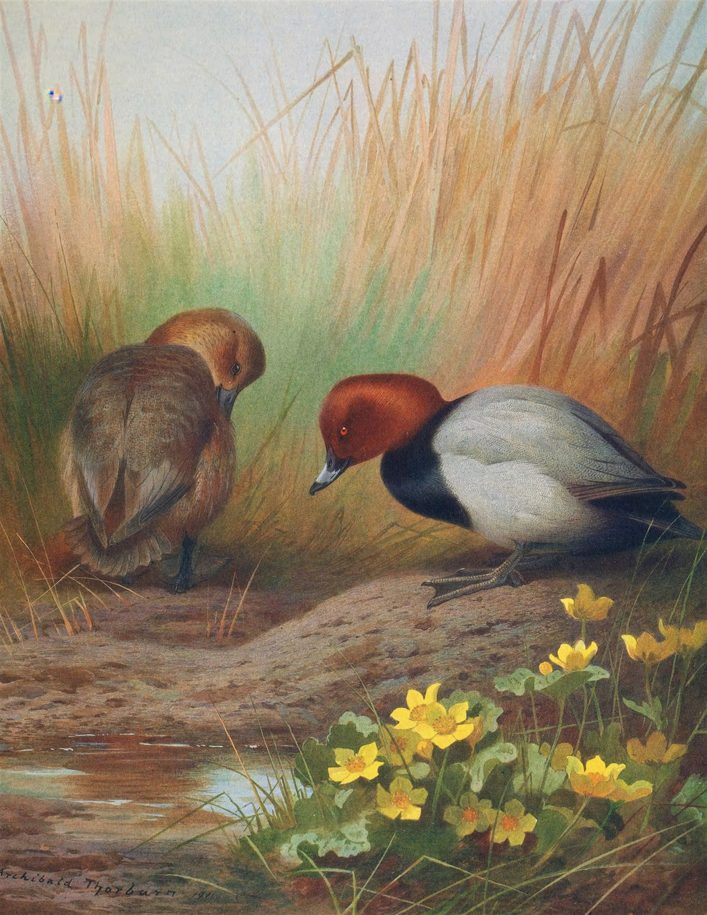 Quadro decorativo com ilustração de dois patos-vermelhos (pochards) em um ambiente natural com grama alta e flores amarelas ao lado de um pequeno lago. A obra, de Archibald Thorburn, mostra um pato marrom de costas e um pato com cabeça vermelha, corpo cinza e preto, ambos olhando para o chão perto da água. A assinatura do artista 'Archibald Thorburn 1911' está visível no canto inferior esquerdo.
