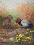Quadro decorativo com ilustração de dois patos-vermelhos (pochards) em um ambiente natural com grama alta e flores amarelas ao lado de um pequeno lago. A obra, de Archibald Thorburn, mostra um pato marrom de costas e um pato com cabeça vermelha, corpo cinza e preto, ambos olhando para o chão perto da água. A assinatura do artista 'Archibald Thorburn 1911' está visível no canto inferior esquerdo.