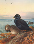 Quadro decorativo mostrando patos-marinhos em um cenário de pôr do sol sobre o oceano. As aves, uma escura e outra mais clara, estão em primeiro plano na margem, com outras aves na água e gaivotas voando no céu rosado e amarelo.