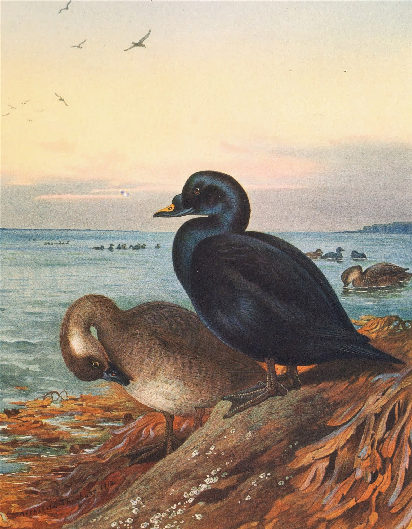 Quadro decorativo mostrando patos-marinhos em um cenário de pôr do sol sobre o oceano. As aves, uma escura e outra mais clara, estão em primeiro plano na margem, com outras aves na água e gaivotas voando no céu rosado e amarelo.