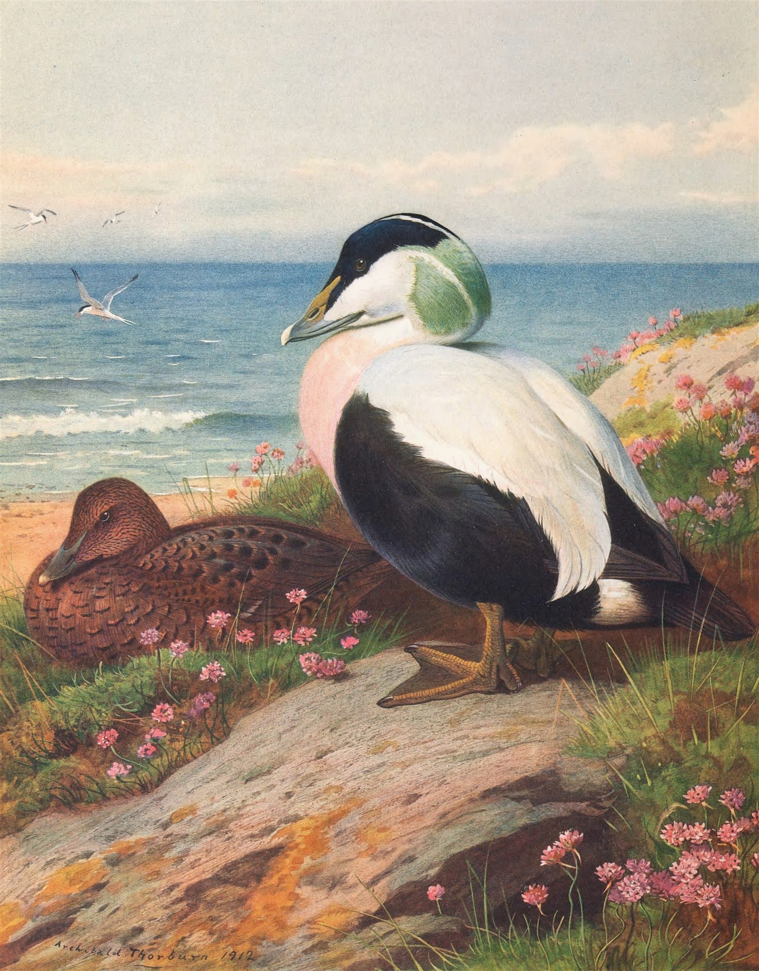 Quadro decorativo com ilustração de dois patos-edredão em uma paisagem costeira com mar, rochas e flores rosadas, atribuído a Archibald Thorburn.
