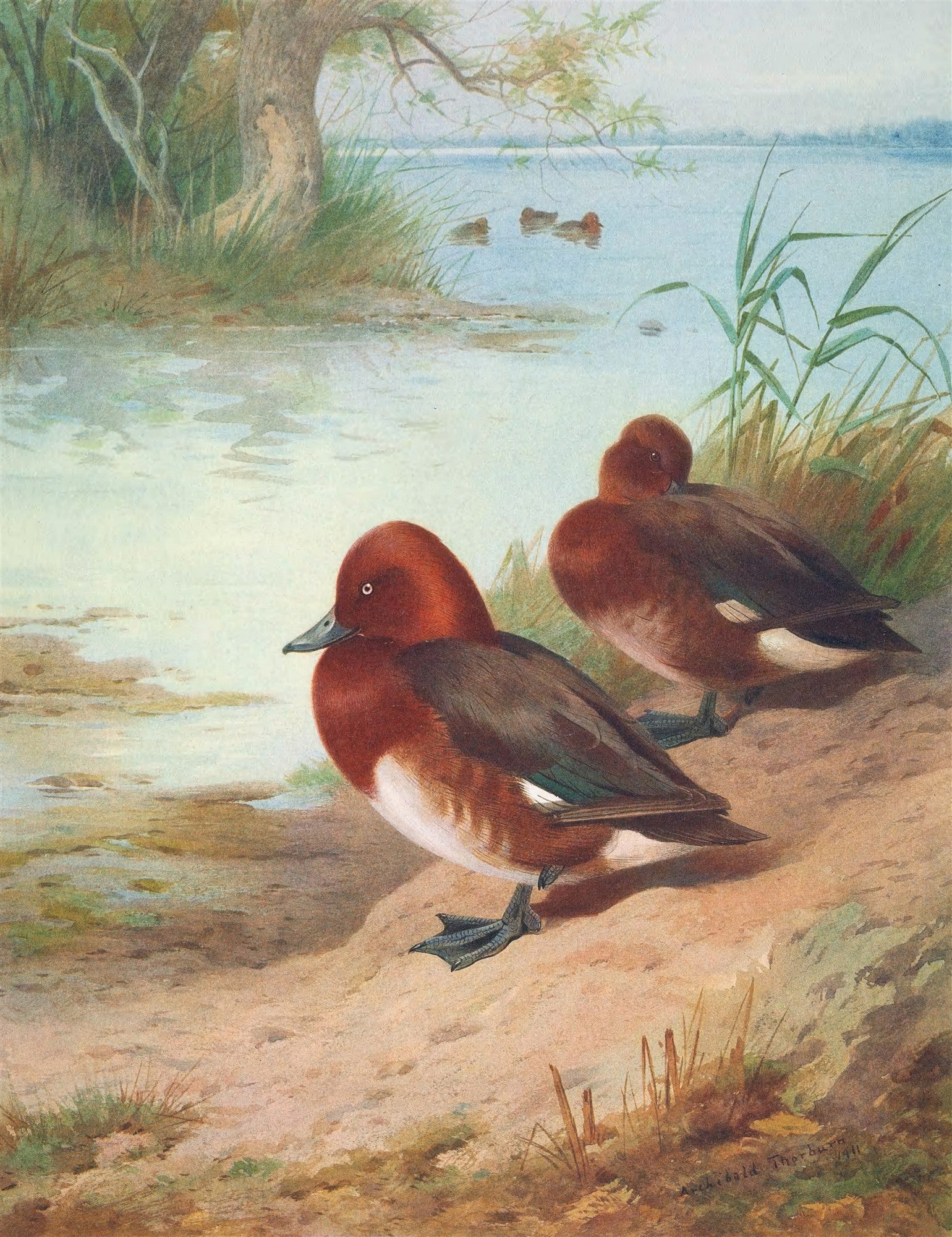 Pintura de Archibald Thorburn representando dois patos-ferrugem em primeiro plano, à beira de um lago calmo, com outros patos ao fundo e vegetação densa nas margens, em tons terrosos e verdes.