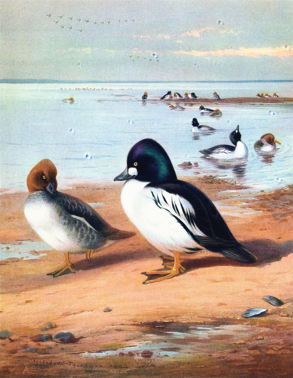 Quadro decorativo mostrando dois patos-dourados em primeiro plano na praia, com outros patos na água ao fundo, sob um céu claro. Assinatura do artista Archibald Thorburn e a data 1911.