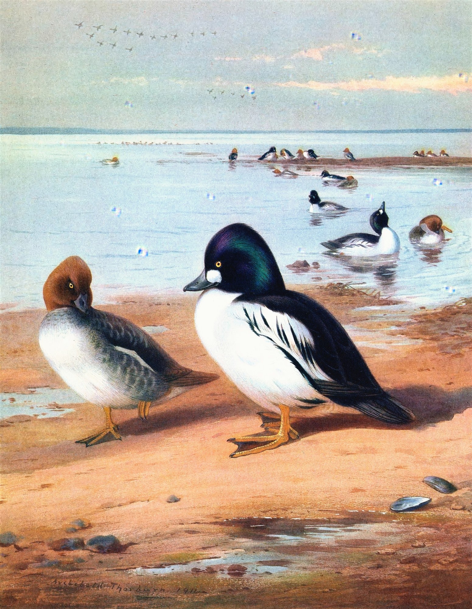 Quadro decorativo mostrando dois patos-dourados em primeiro plano na praia, com outros patos na água ao fundo, sob um céu claro. Assinatura do artista Archibald Thorburn e a data 1911.
