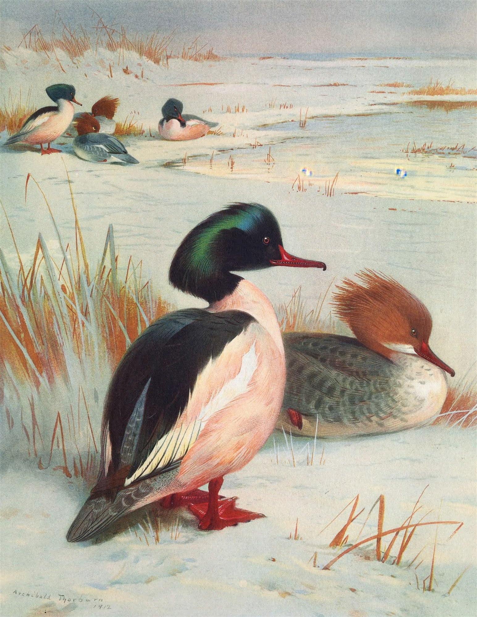 Quadro decorativo mostrando mergansers, espécies de patos, em uma paisagem invernal coberta de neve, com vegetação seca e alguns pontos de água. A imagem é uma ilustração detalhada com cores suaves, atribuída a Archibald Thorburn.