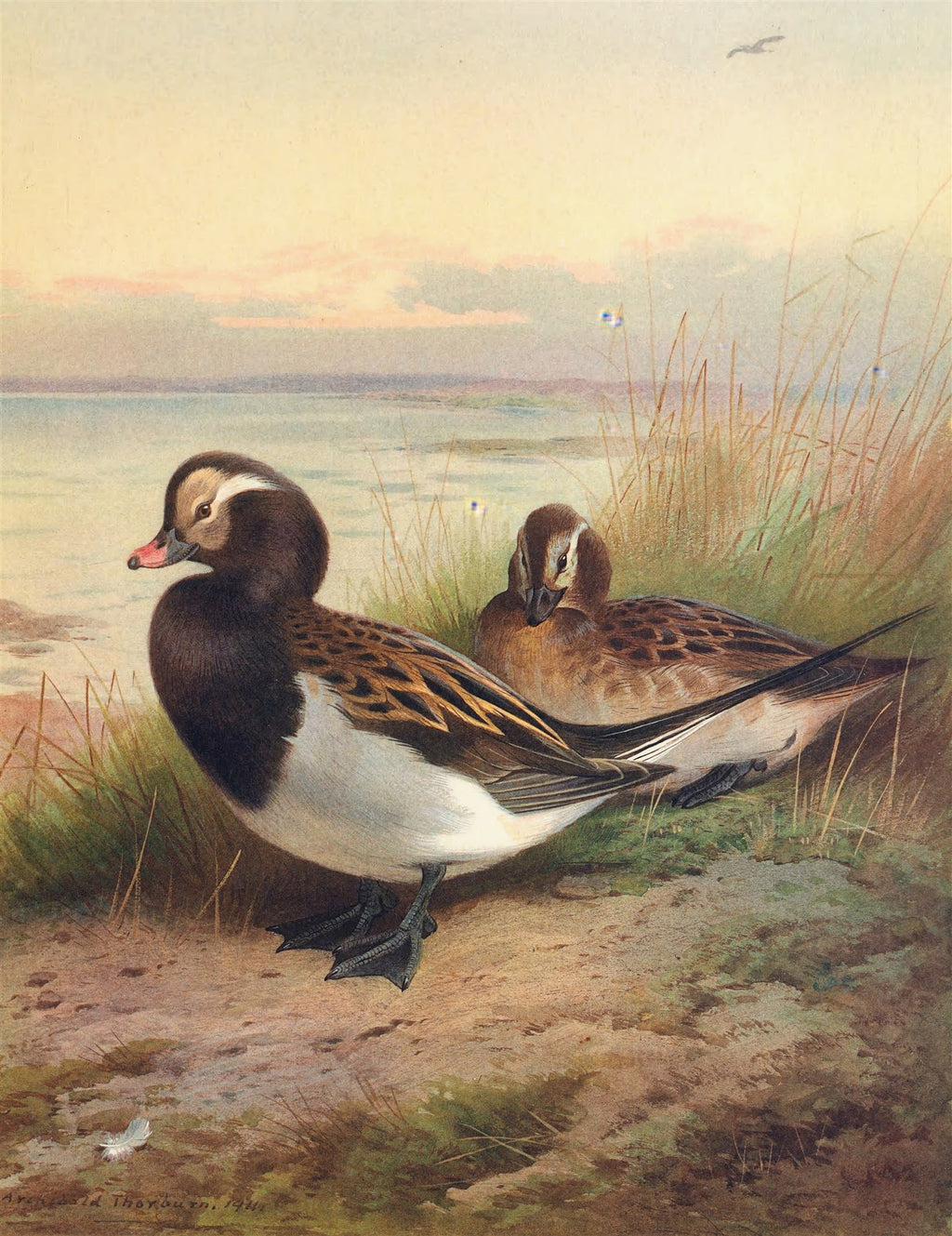 Pintura de dois patos selvagens, um à frente com plumagem marrom e branca, e outro ao fundo, em tons terrosos, à beira de um lago com um céu crepuscular.