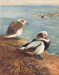 Ilustração realista de duas aves marinhas em primeiro plano, uma marrom e branca e outra preta e branca, à beira de um lago ou mar, com outras aves flutuando ao fundo.
