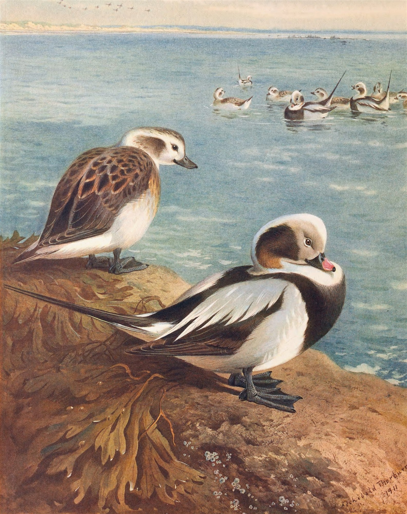 Ilustração realista de duas aves marinhas em primeiro plano, uma marrom e branca e outra preta e branca, à beira de um lago ou mar, com outras aves flutuando ao fundo.