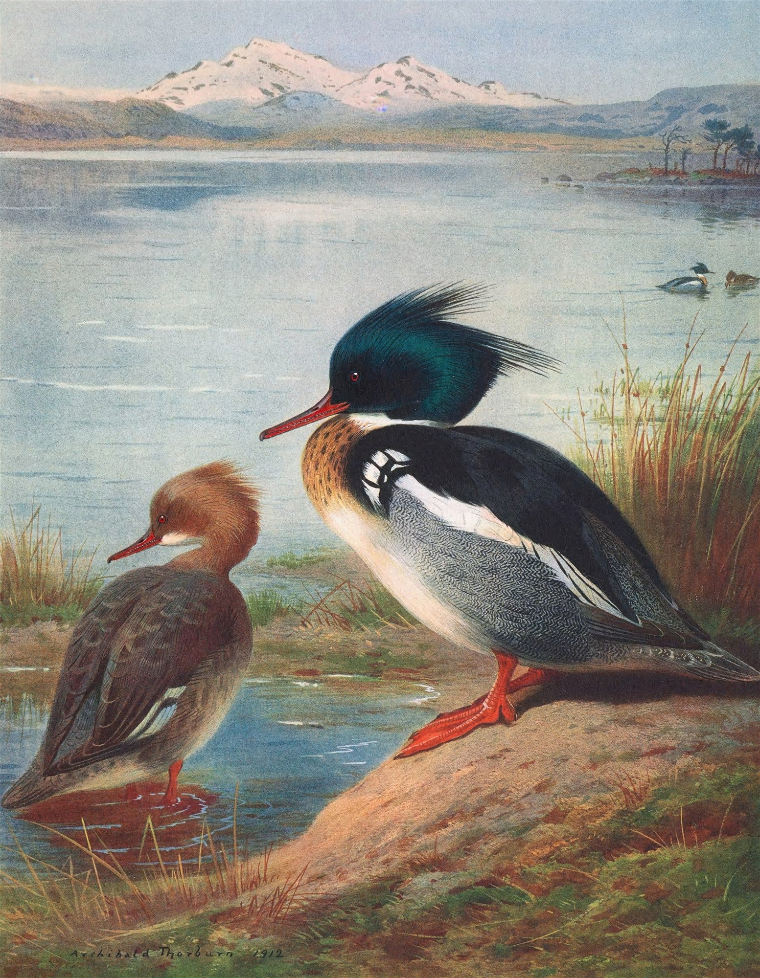 Ilustração colorida de Archibald Thorburn de dois mergansos (patos) na margem de um lago, com montanhas nevadas ao fundo. Um merganso tem a cabeça escura e o outro marrom.