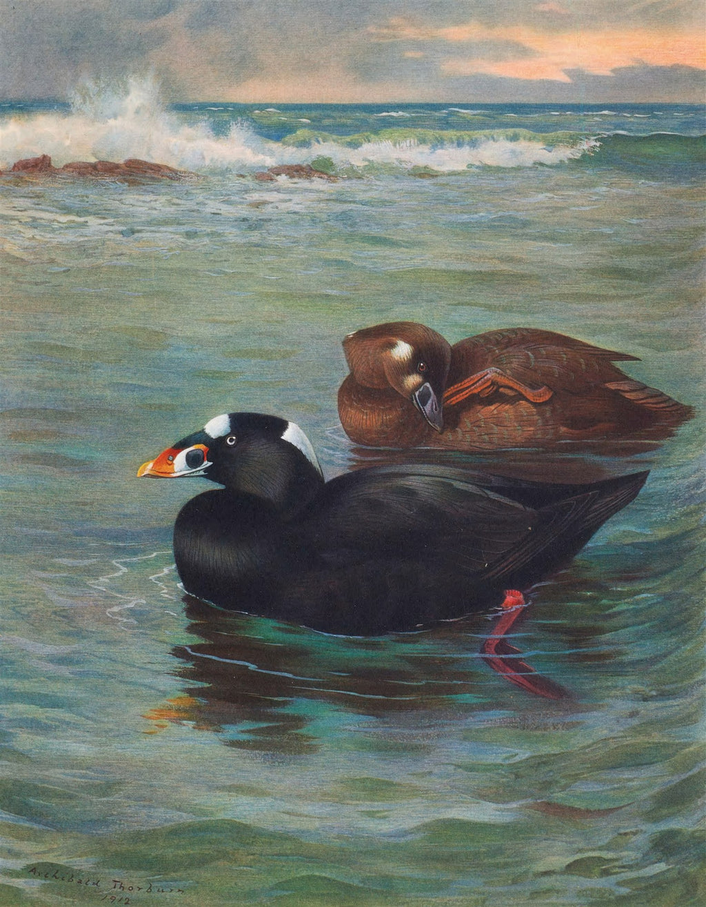 Quadro decorativo mostrando dois patos-marinhos nadando em águas agitadas, com ondas quebrando em rochas ao fundo sob um céu crepuscular. Assinado 'Archibald Thorburn 1912'.