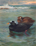 Quadro decorativo mostrando dois patos-marinhos nadando em águas agitadas, com ondas quebrando em rochas ao fundo sob um céu crepuscular. Assinado 'Archibald Thorburn 1912'.