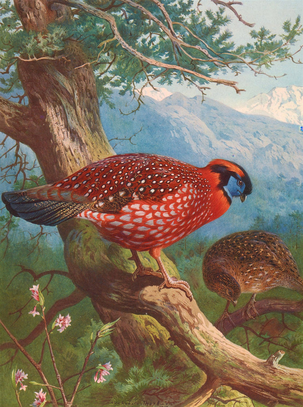 Quadro decorativo mostrando duas aves exóticas de plumagem colorida, uma vermelha e outra marrom, empoleiradas em um galho de árvore com montanhas azuis ao fundo, obra de Archibald Thorburn.