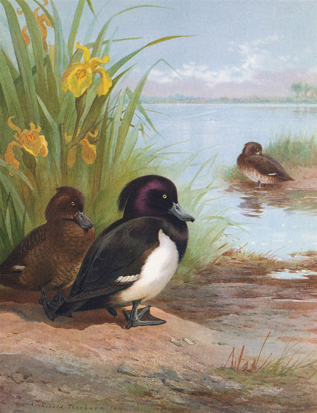 Quadro decorativo com ilustração de três patos próximos a um lago, rodeados por íris amarelas e vegetação verde. A água do lago reflete o céu azul pálido, e há uma assinatura 'Archibald Thorburn, 1911' no canto inferior esquerdo.