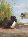Quadro decorativo com ilustração de três patos próximos a um lago, rodeados por íris amarelas e vegetação verde. A água do lago reflete o céu azul pálido, e há uma assinatura 'Archibald Thorburn, 1911' no canto inferior esquerdo.