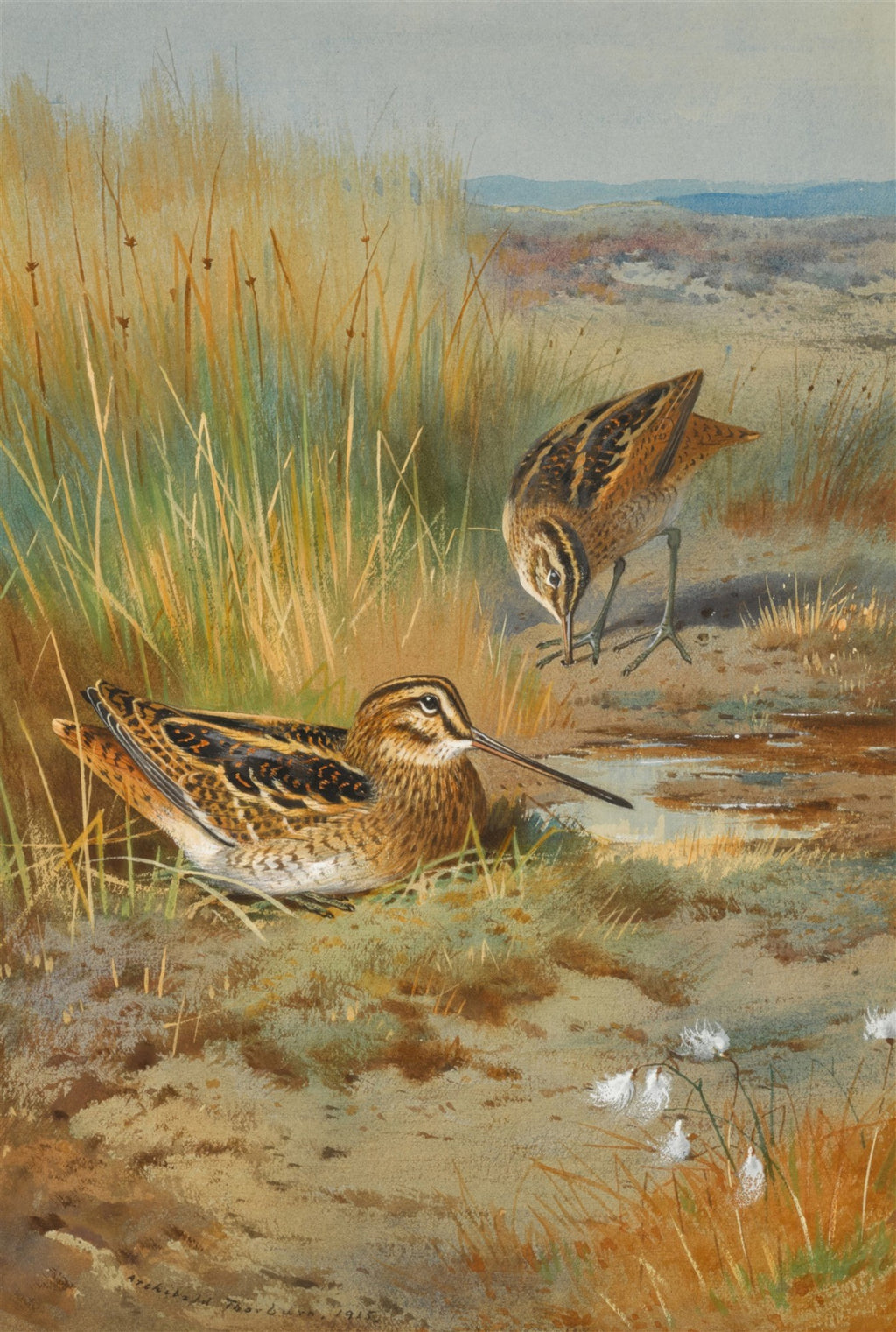 Aquarela de Archibald Thorburn retratando duas narcejas em um ambiente de pântano com grama alta e um pequeno poça d'água. As cores são terrosas e suaves.