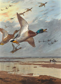 Quadro decorativo de Archibald Thorburn com patos selvagens voando sobre uma paisagem costeira ao entardecer ou amanhecer. As aves exibem plumagem detalhada e movimento dinâmico, com o céu em tons de laranja e cinza refletindo na água rasa.
