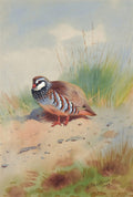 Ilustração de aquarela de uma perdiz-vermelha com penas marrons, brancas e pretas, em um ambiente de campo com grama e céu nublado. A assinatura de A. Thorburn e a data 1907 estão visíveis no canto inferior direito.