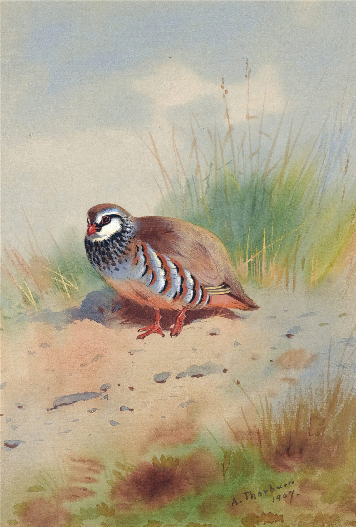 Ilustração de aquarela de uma perdiz-vermelha com penas marrons, brancas e pretas, em um ambiente de campo com grama e céu nublado. A assinatura de A. Thorburn e a data 1907 estão visíveis no canto inferior direito.