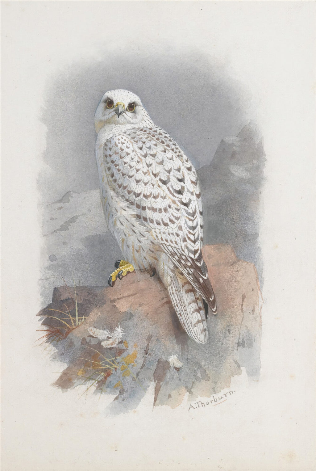 Quadro decorativo mostrando um falcão-gerifalte branco e cinza, com olhos dourados, pousado em uma rocha marrom, em aquarela de Archibald Thorburn.