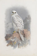 Quadro decorativo mostrando um falcão-gerifalte branco e cinza, com olhos dourados, pousado em uma rocha marrom, em aquarela de Archibald Thorburn.