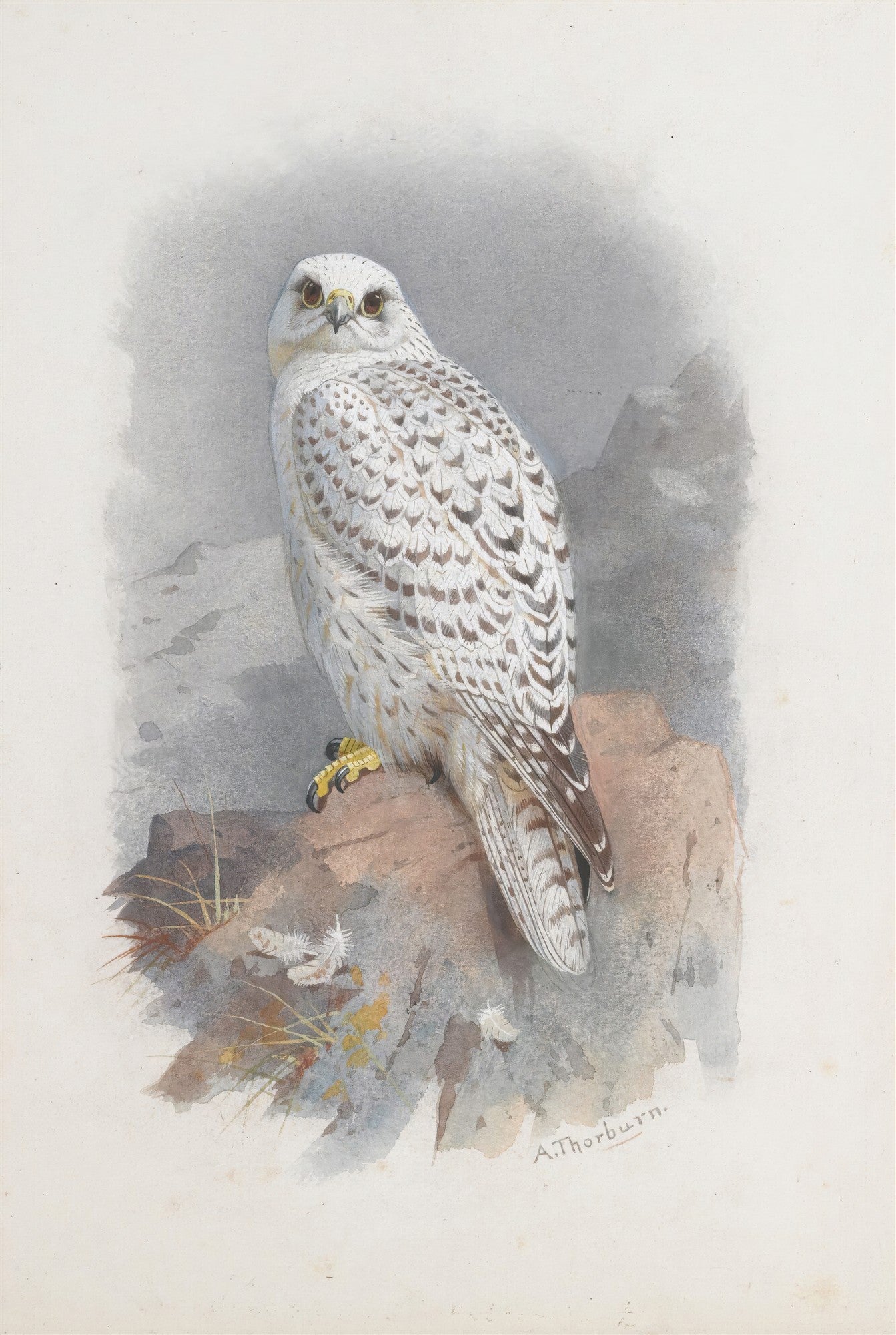 Quadro decorativo mostrando um falcão-gerifalte branco e cinza, com olhos dourados, pousado em uma rocha marrom, em aquarela de Archibald Thorburn.